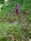 Dactylorhiza x braunii
