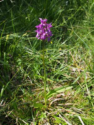 Dactylorhiza x braunii