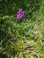 Dactylorhiza x braunii