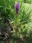 Dactylorhiza x braunii