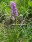 Dactylorhiza x braunii