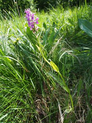 Dactylorhiza x braunii