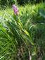 Dactylorhiza x braunii