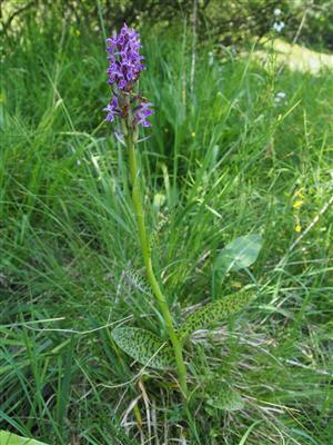 Dactylorhiza x braunii