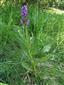 Dactylorhiza x braunii