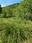 Carex paniculata