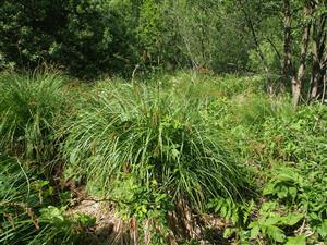 Carex paniculata
