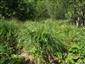 Carex paniculata