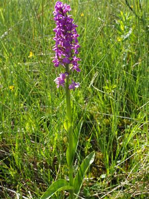 Dactylorhiza x aschersoniana
