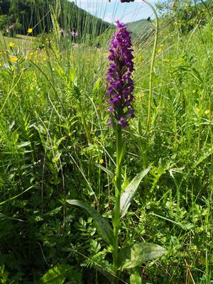 Dactylorhiza x aschersoniana