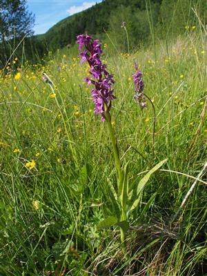 Dactylorhiza x aschersoniana