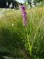 Dactylorhiza x aschersoniana