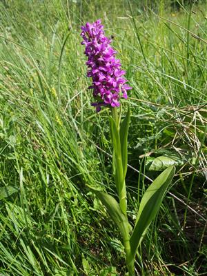 Dactylorhiza x aschersoniana