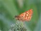 Hesperia comma (Linnaeus, 1758)