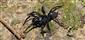 Atypus piceus (Sulzer, 1776)