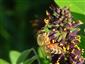 Apis mellifera Linnaeus, 1758