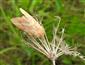 Malacosoma neustria (Linnaeus, 1758)