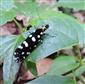 Euplocamus anthracinalis (Scopoli, 1763)