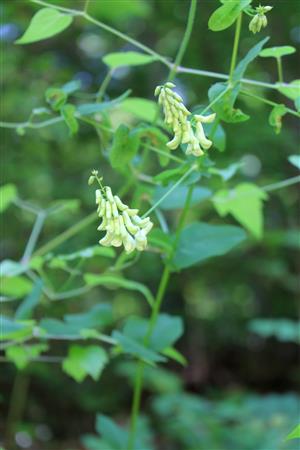 Vicia pisiformis