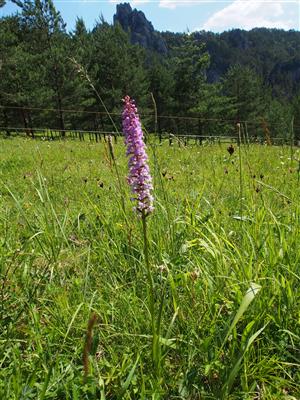 Gymnadenia conopsea
