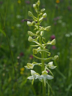 Platanthera chlorantha