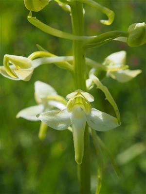 Platanthera chlorantha