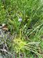 Pinguicula vulgaris