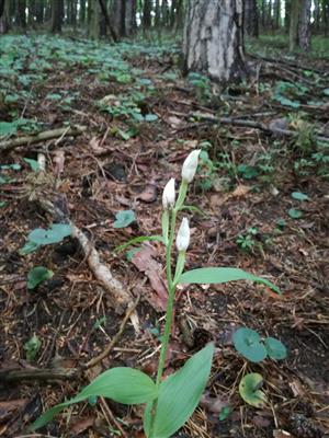 Cephalanthera damasonium
