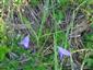 Campanula patula