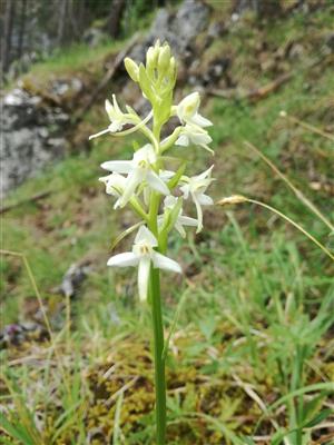 Platanthera bifolia