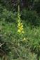 Linaria pallidiflora