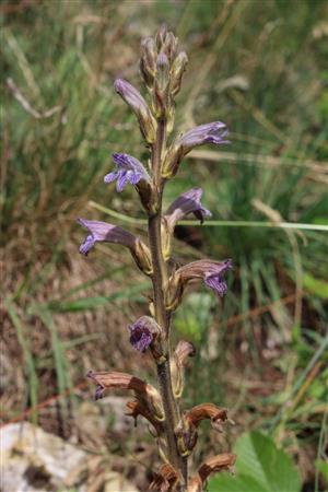 Phelipanche purpurea