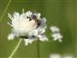 Apis mellifera Linnaeus, 1758