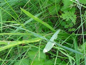 campanula persicifolia - listy