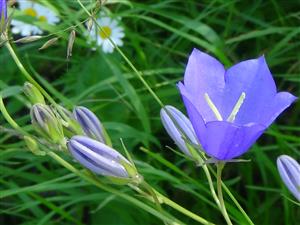 zvonček broskyňolistý - Campanula persicifolia 