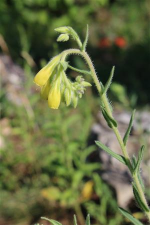 Onosma tornensis