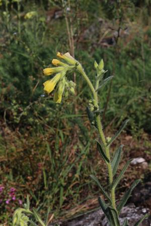 Onosma tornensis