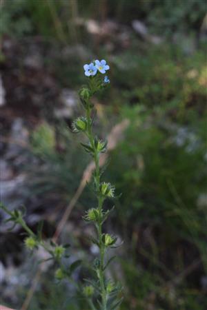Lappula heteracantha