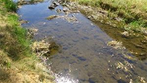 Dno potoka pokryté odumretými zelenými riasami a nánosom jemnozeme