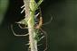 Tetragnatha extensa (Linnaeus, 1758)