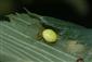 Araniella cucurbitina (Clerck, 1757)