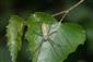 Argiope bruennichi (Scopoli, 1772)