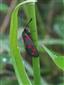 Zygaena filipendulae (Linnaeus, 1758)