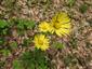 Doronicum hungaricum