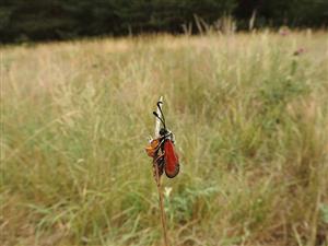 Zygaena punctum