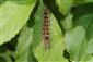 Euproctis similis (Fuessly, 1775)