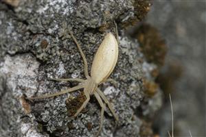 samica