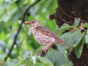 Turdus philomelos