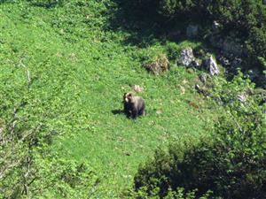 medved Tomanova dol.