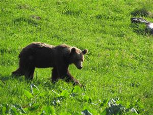mešdved tomanova dol.